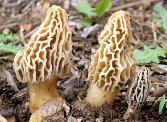 QQ截圖20210615152027.jpg QQ截圖20210615152027.jpg