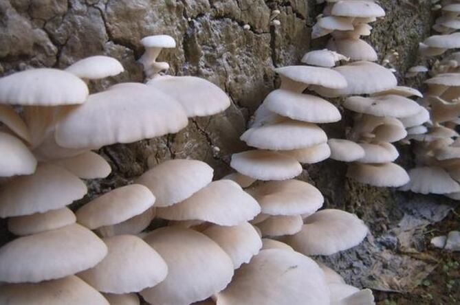 QQ截圖20210615152145.jpg QQ截圖20210615152145.jpg